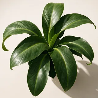 元画像:緑の葉を持つ植物。